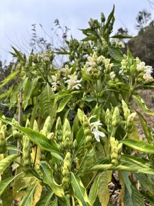 Close-up photo of a Malabar nut plant (Justicia adhatoda) with green leaves, white flowers, and many green buds.
