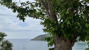 A close-up of a tree trunk with bright green leaves framing a distant view of a bay filled with sailboats and a forested headland.