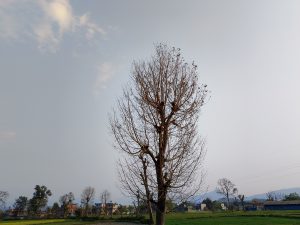 A tall, bare tree stands prominently in an open field, its branches stretching out without leaves. The tree is surrounded by shorter trees in the background. There's a horizon line of distant hills, while a few scattered houses are visible nearby. The sky above is mostly clear, with a few wispy clouds, creating a calm atmosphere. The landscape is t