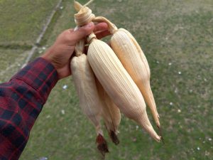 A hand is holding several ears of corn, tightly bundled together. The corn is pale yellow and has a dried and smooth texture, with visible husks that are somewhat shriveled. The background is a grassy area, and there are small bits of debris scattered on the ground. The person’s arm is partially visible, wearing a dark red and black plaid shirt.